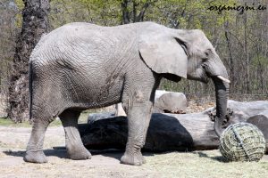 Warszawskie zoo, słoń afrykański
