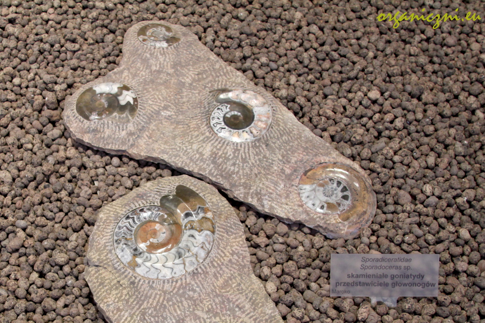 Skamieniałe goniatydy, wystawa „Odkrycia polskich paleontologów”