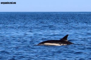 Nie tak trudno zobaczyć dziko żyjące delfiny. Delfin zwyczajny w Oceanie Atlantyckim, Faro, Portugalia