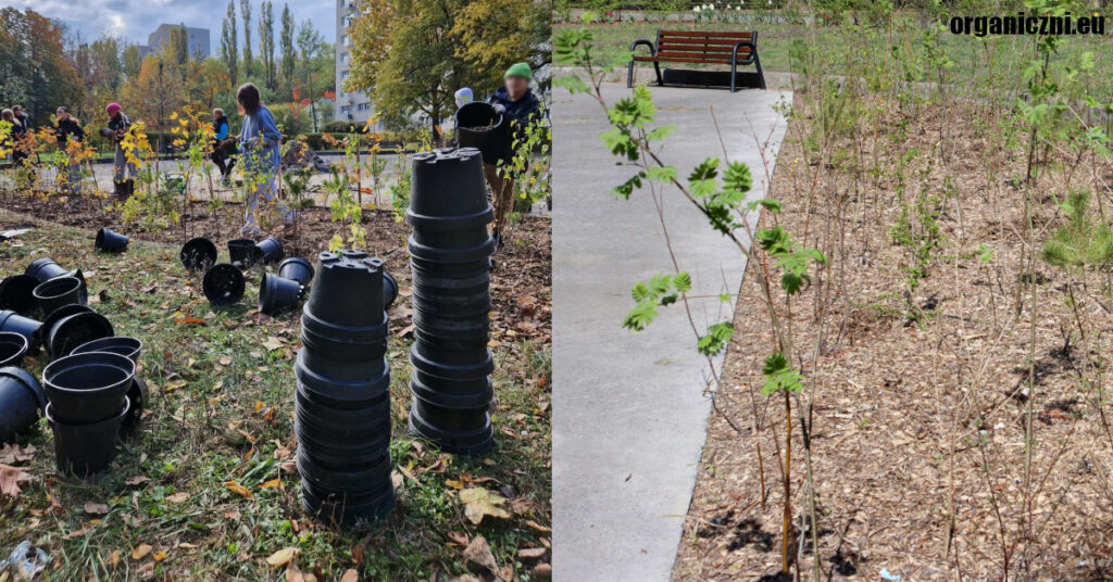 Las kieszonkowy na warszawskim osiedlu na Bielanach